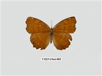 藏品(波蛺蝶)的圖片